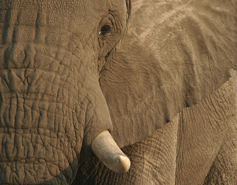 768px elephant close up Cudze poznajmy nieodkryta Botswana