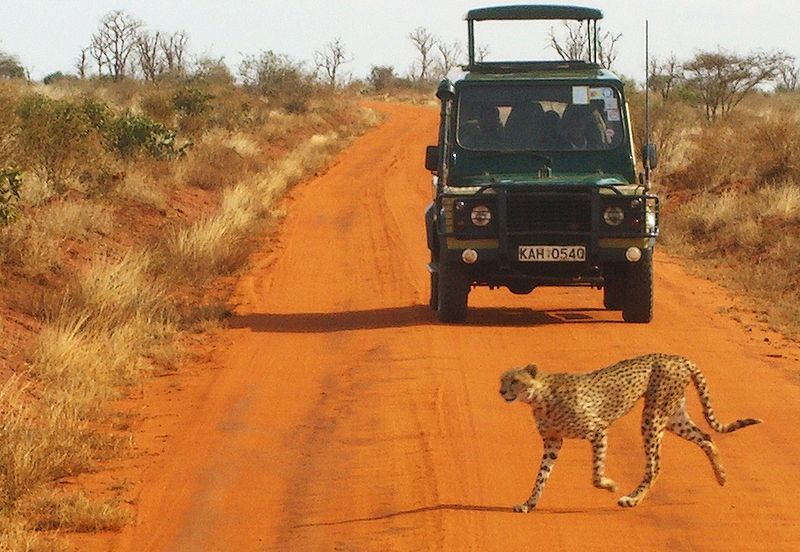 800px safari gepard tsavo kenia 02 Cudze poznajmy różnorodna Kenia 
